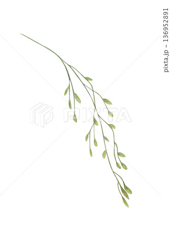 Watercolor field grass with spikelet illustration on isolated background. Wild cereal herb decorative element for flower bouquet decor, organic product labels, rustic wedding design. Watercolor field grass with spikelet illustration on isolated background. Wild cereal herb decorative element for flower bouquet decor, organic product labels, rustic wedding design. 136952891