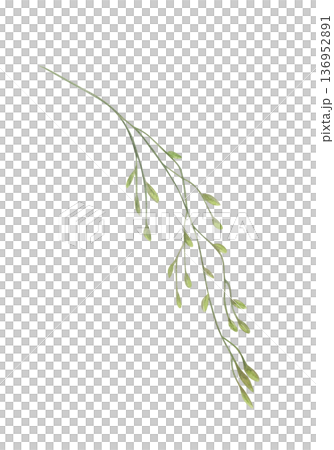 Watercolor field grass with spikelet illustration on isolated background. Wild cereal herb decorative element for flower bouquet decor, organic product labels, rustic wedding design. 136952891