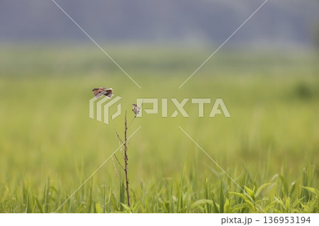 オオセッカ 136953194