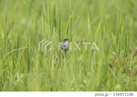 オオセッカ 136953196