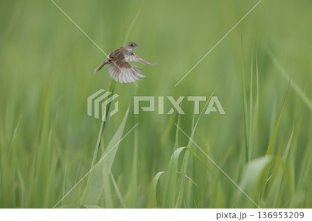 オオセッカ 136953209