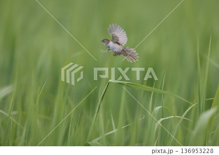 オオセッカ 136953228