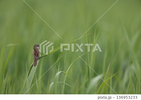 オオセッカ 136953233