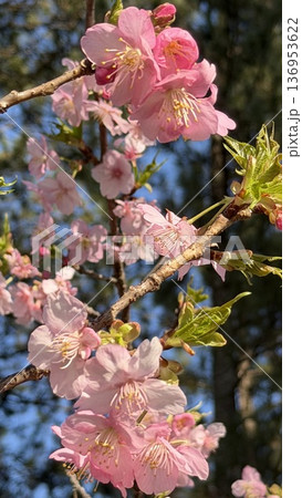 白子温泉 桜祭り しらこ桜 河津桜 白子温泉 桜祭り しらこ桜 河津桜 136953622