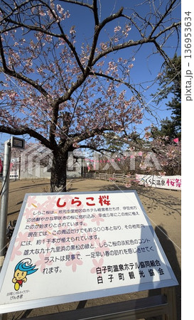 白子温泉 桜祭り しらこ桜 河津桜 白子温泉 桜祭り しらこ桜 河津桜 136953634