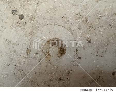 街の中の化石発掘_大理石の中のアンモナイト 136953719