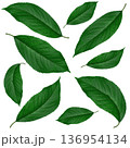 green leaves from cherry, on a white background in isolation, collage 136954134