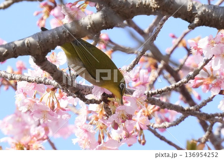 満開の河津桜にとまる美しいメジロ 蜜を吸う 満開の河津桜にとまる美しいメジロ 蜜を吸う 136954252