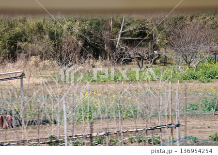 田舎風景 田舎風景 136954254