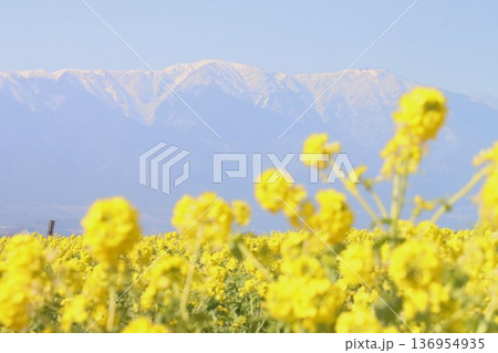 雪の比良山系と菜の花 雪の比良山系と菜の花 136954935
