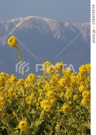 雪の比良山系と菜の花 雪の比良山系と菜の花 136954939