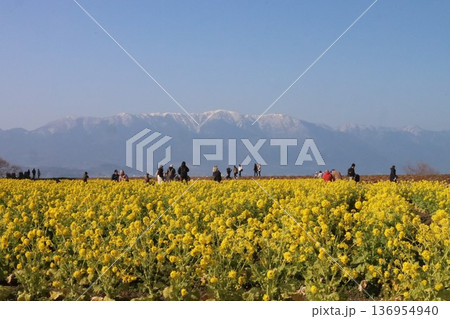 雪の比良山系と菜の花 136954940