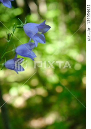 Campanula in Carpathian Forest 136954981
