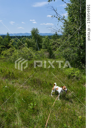 Jack Russell Terrier on Meadow Trail Jack Russell Terrier on Meadow Trail 136954991