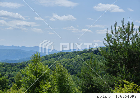 Panoramic Mountain Forest View 136954998