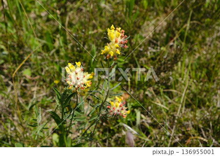 Kidney Vetch Flowers Closeup 136955001