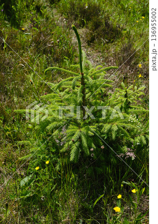 Young Spruce Sapling in Meadow Young Spruce Sapling in Meadow 136955002