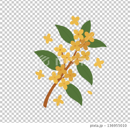 モクセイ 木の葉 葉 136955010