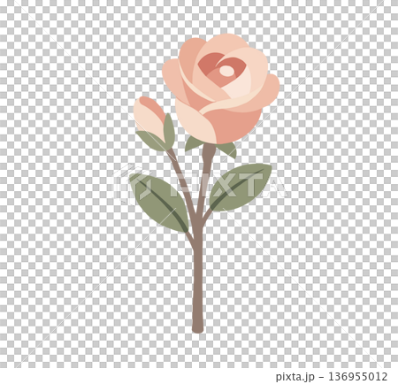Pink rosebud illustration 136955012