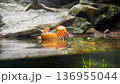 水に浮かぶオシドリ 136955044