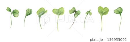 Microgreen leaves clip art watercolor illustration isolated on white background. Spring green watercress salad leaf set. Organic vegetable elements for healthy food, recipes, menu, cookbook. 136955092