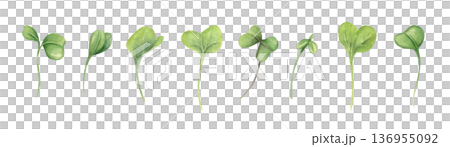 Microgreen leaves clip art watercolor illustration isolated on white background. Spring green watercress salad leaf set. Organic vegetable elements for healthy food, recipes, menu, cookbook. 136955092