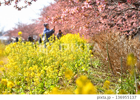 茅ヶ崎小出川土手に咲く河津桜と菜の花 136955137