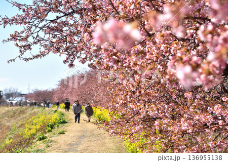 茅ヶ崎小出川土手に咲く河津桜と菜の花 136955138