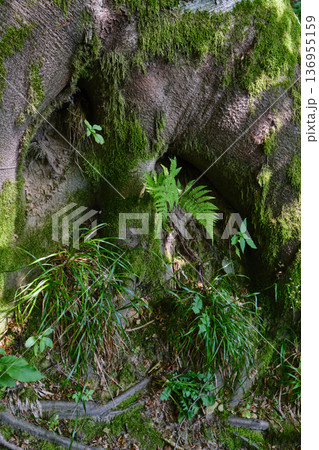 Moss-Covered Tree Hollow in Forest 136955159