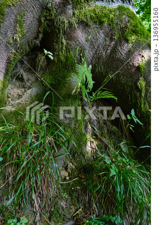 Moss-Covered Tree Hollow in Forest 136955160