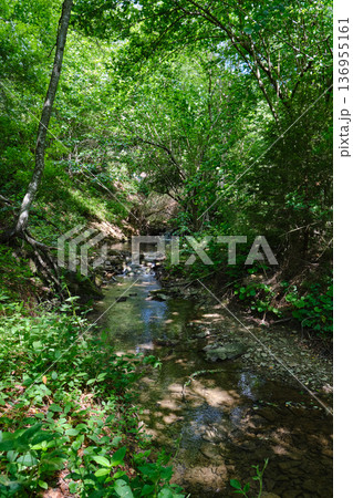 Forest Stream with Small Waterfall 136955161