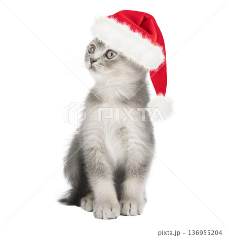 Cute cat in a Santa Claus hat, isolated on a white background 136955204