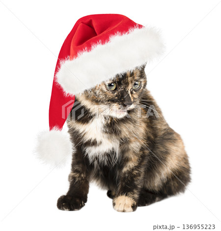 Cute cat in a Santa Claus hat, isolated on a white background Cute cat in a Santa Claus hat, isolated on a white background 136955223