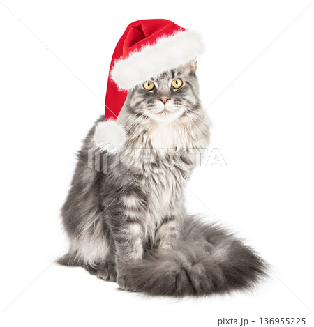 Cute cat in a Santa Claus hat, isolated on a white background 136955225