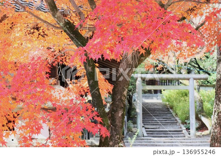 今宮神社 136955246