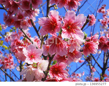 緋寒桜 八重岳 緋寒桜 八重岳 136955277