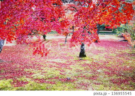 金閣寺の紅葉 136955545