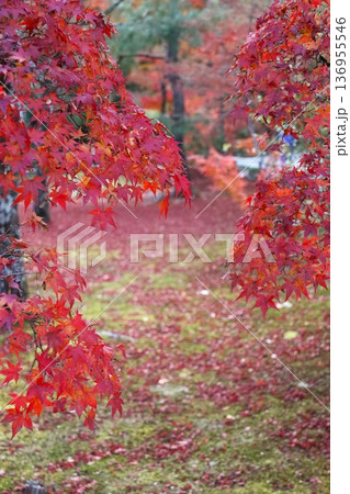 金閣寺の紅葉 金閣寺の紅葉 136955546
