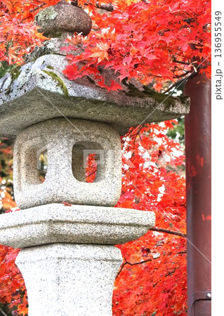 金閣寺の紅葉 136955549