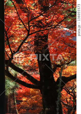 金閣寺の紅葉 136955573