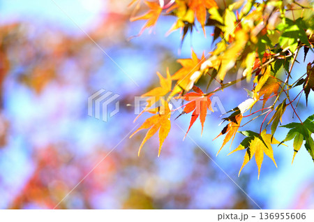 秋の風物詩　紅葉 136955606