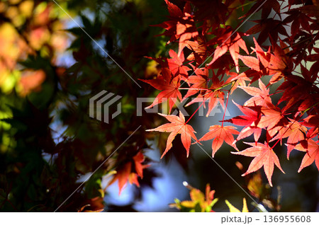秋の風物詩 紅葉 秋の風物詩 紅葉 136955608
