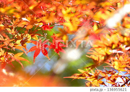 秋の風物詩　紅葉 136955621