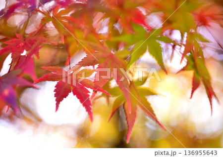 秋の風物詩 紅葉 秋の風物詩 紅葉 136955643