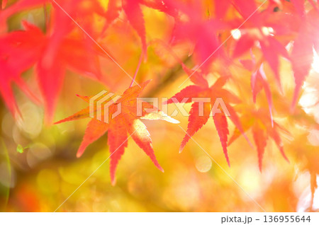 秋の風物詩 紅葉 秋の風物詩 紅葉 136955644