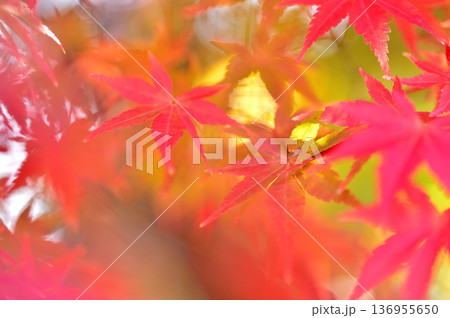 秋の風物詩 紅葉 秋の風物詩 紅葉 136955650
