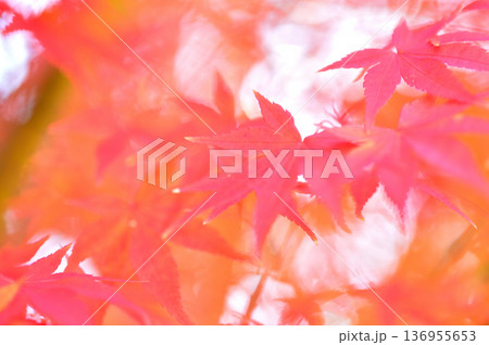 秋の風物詩　紅葉 136955653