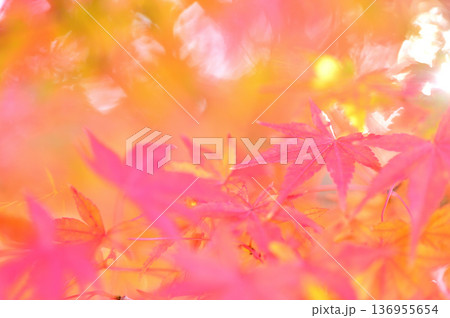 秋の風物詩 紅葉 秋の風物詩 紅葉 136955654