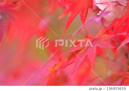 秋の風物詩 紅葉 秋の風物詩 紅葉 136955659