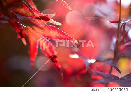 秋の風物詩 紅葉 秋の風物詩 紅葉 136955676